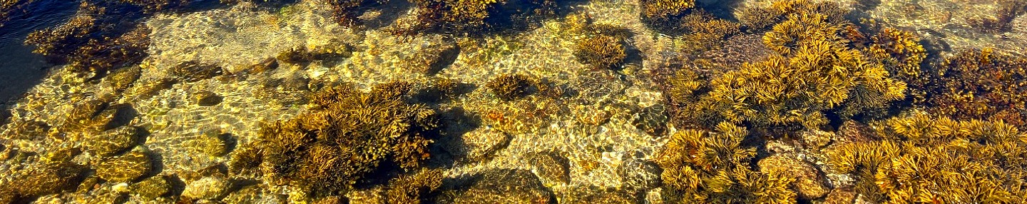 Wrack on rocks, north Atlantic